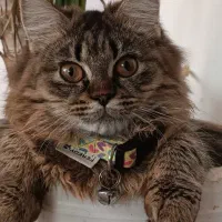 گربه|گربه|گرگان, |دیوار