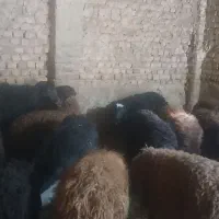 بره نر چاق درجه یک