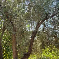 فروش خونه باغ|فروش خانه و ویلا|طارم, |دیوار