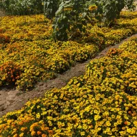 بذرگل|گل و گیاه طبیعی|بابل, |دیوار