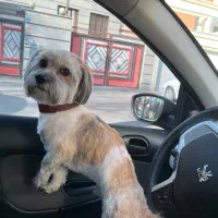 سگ‌ نر گمشده|حیوانات|تهران, کیانشهر|دیوار