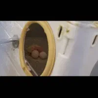 عروس هلندی یک جفت|پرنده|قم, پردیسان|دیوار