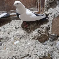 کبوتر نروماده