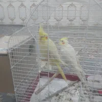 عروس پاریس
