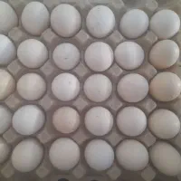 تخم مرغ بومی|خوردنی و آشامیدنی|نجفآباد, یزدانشهر|دیوار