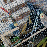 طوطی جفت عروس هلندی