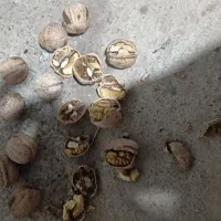 گردو محلی پر چرب|خوردنی و آشامیدنی|نمشیر, |دیوار