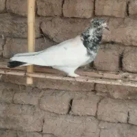 چهار عدد کبوتر کلدوم کاکل