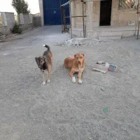 سگ نگهبان گم شده.|حیوانات|نظرآباد, نجم آباد|دیوار