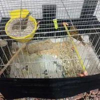 قناری با تخم|پرنده|بیرجند, |دیوار