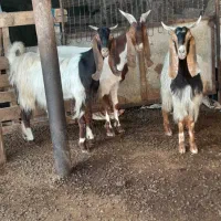 بز نروماده وبره ماده|حیوانات مزرعه|بندر ماهشهر, |دیوار