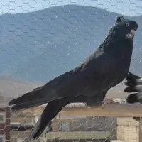 کبوتر نر سیاه اصفهانی پر