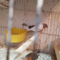 فنچ جوانه نروماده|پرنده|زابل, |دیوار