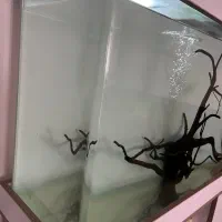 آکواریوم ماهی