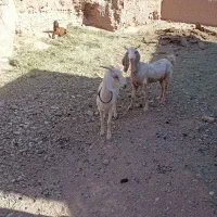 دو عدد کولار|حیوانات مزرعه|قائن, |دیوار