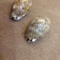 صدف قدیمی خارجی