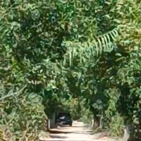 باغ در بریجان خفر