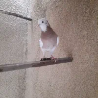 فروش تعدادی کبوتر|پرنده|باشت, |دیوار