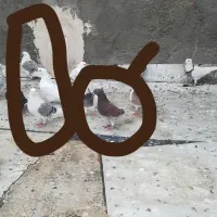 کبوتر|پرنده|میبد, |دیوار