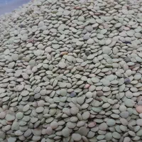 باسلام من کشاورز حاصل زحمت یک سال عدس مشکین شهر|خوردنی و آشامیدنی|بهارستان, |دیوار