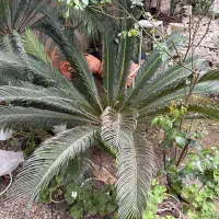 گل سیکاس (چند عدد موجود)|گل و گیاه طبیعی|ماسال, |دیوار