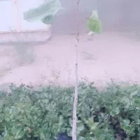 نهال پسته  خوب و عالی