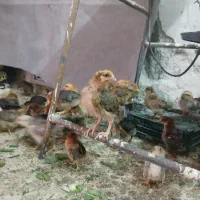 جوجه ی ماهه|حیوانات مزرعه|بهبهان, |دیوار