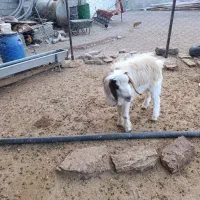 بز غاله نر|حیوانات مزرعه|هرسین, |دیوار