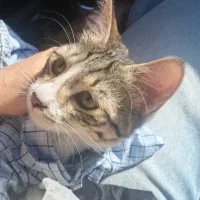 گربه DSH ماده|گربه|تهران, جیحون|دیوار