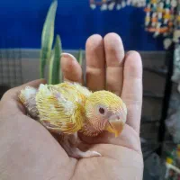 طوطی برزیلی سرلاکی در انواع رنگ پرنده سرای توئیتی|پرنده|قائم‌شهر, |دیوار