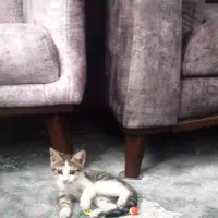 واگذاری رایگان بچه گربه