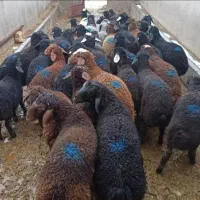 گوسفندتخفیف عیدقربان
