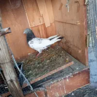 ....|پرنده|شوش, |دیوار