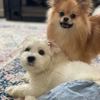 سگ پامرانین و شیتزو|سگ|مشهد, آبکوه|دیوار