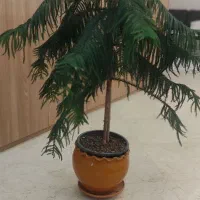 کاج مطبق
