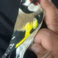 سهره باغی|پرنده|کوهدشت, |دیوار