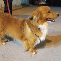 واگذاری سگ  سوسیسی