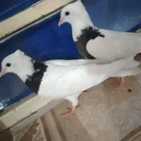 کبوتر|پرنده|رامهرمز, |دیوار