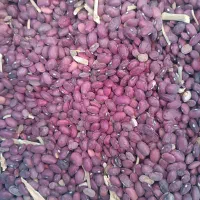 لوبیا قرمز درجه یک