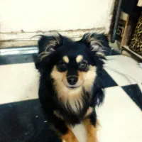 سگ بازیگوش و باهوش|سگ|اهواز, زیتون کارگری|دیوار