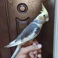 عروس هلندی نر