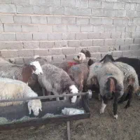 فروش 12راس شیشک داشتی/بره ماده داشتی|حیوانات مزرعه|شیراز, کوشک بیدک|دیوار