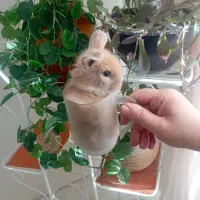 بچه خرگوش
