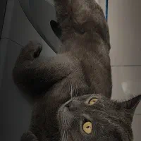 گربه اسکاتیش