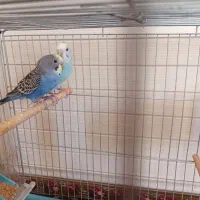 مرغ عشق .|پرنده|تبریز, |دیوار