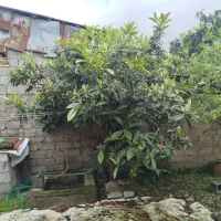 فروش خانه ویلایی|فروش خانه و ویلا|رشت, کوی طالقانی|دیوار