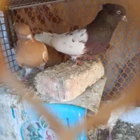 جفت کفتر کله با جوجه