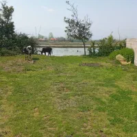 زمین ۲۰۰متری صومعه سرا روستای ندامان|فروش زمین و ملک کلنگی|کرج, شهرک فهمیده|دیوار