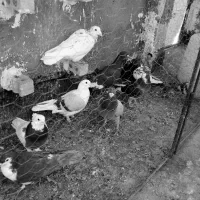 سلام تعداد ۹ عدد کفترگردن کلفت