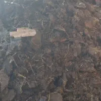 گاو|حیوانات مزرعه|جیرفت, |دیوار